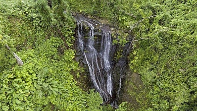 Dominica Forest