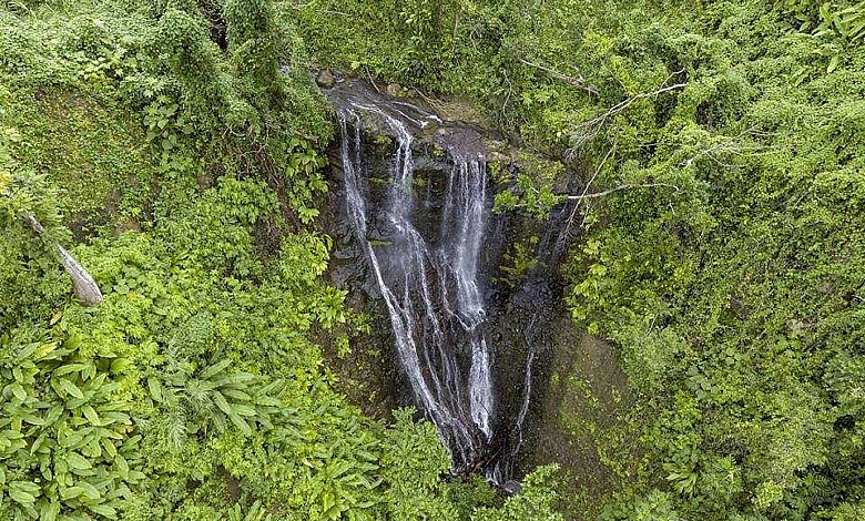 Dominica Forest