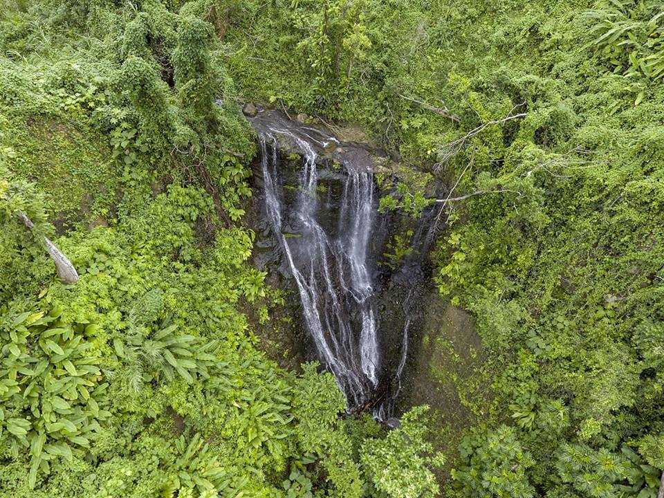 Dominica Forest