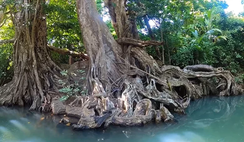 Mangroves along the Indian River