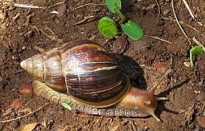 Giant African Snail