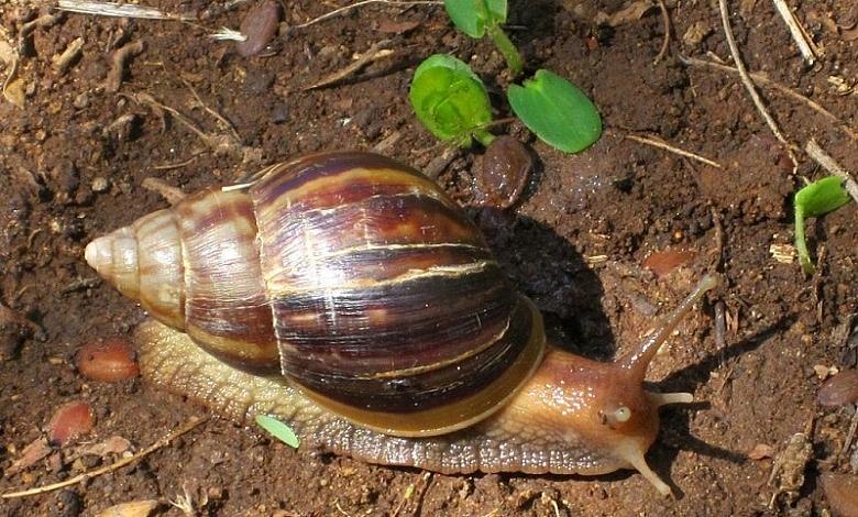 Giant African Snail