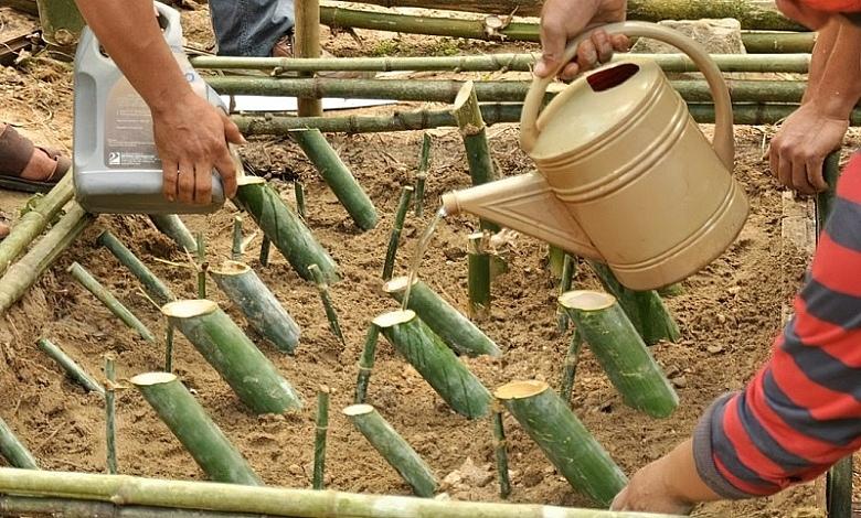 Bamboo Nursery