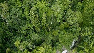 Dominica Forest