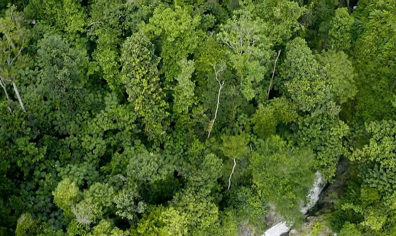 Dominica Forest