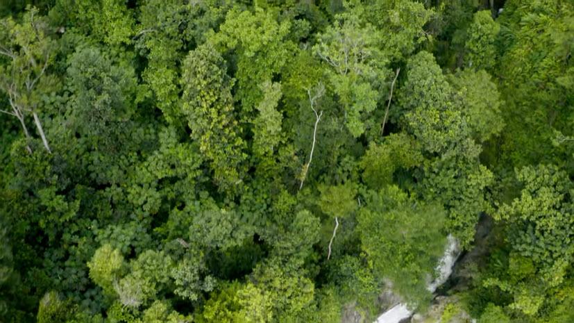 Dominica Forest