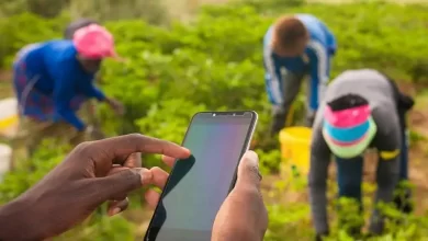 Agrilcuture Farmer Using Phone Application