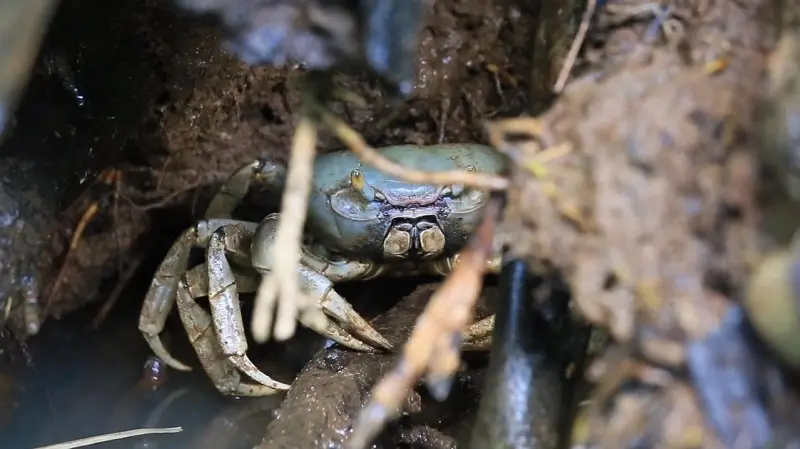 Crab Hunting Dominica