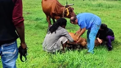 Helping Calf