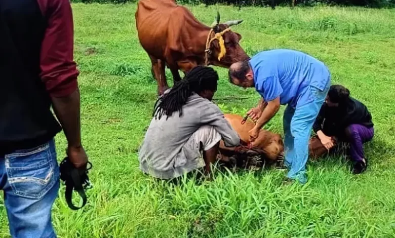 Helping Calf