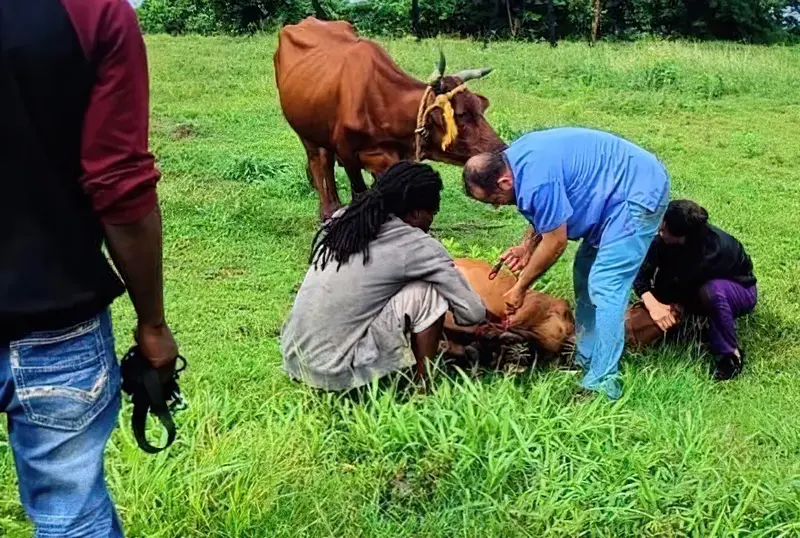 Helping Calf