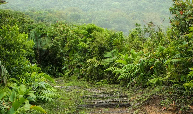 Trail to Fresh Water Lake Dominica