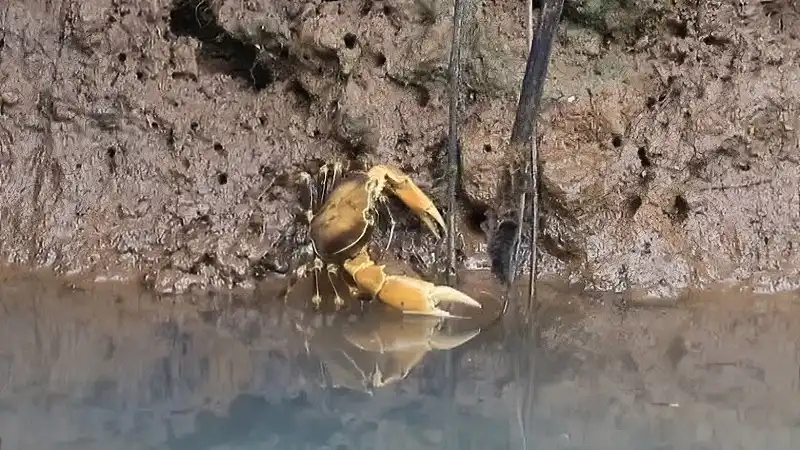 Cyrique Crab (Guinotia dentata)