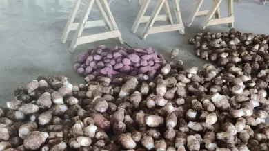 Dasheen and Yams Ready for Export