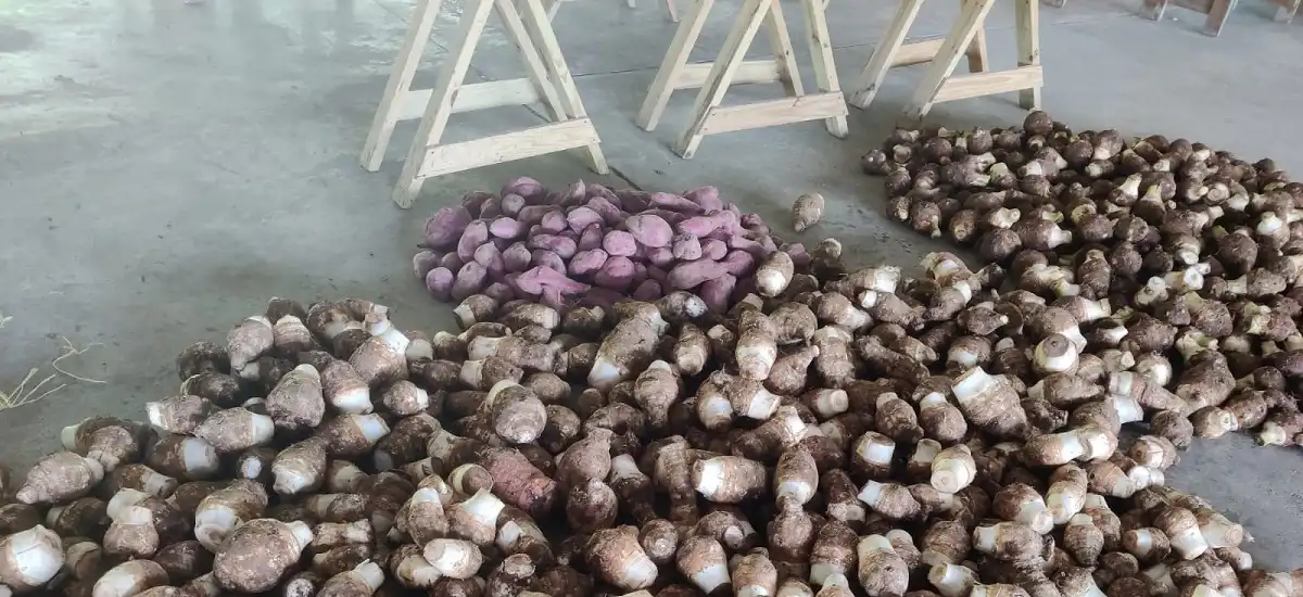 Dasheen and Yams Ready for Export