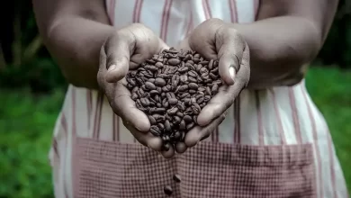 Coffee Beans in Woman Hands