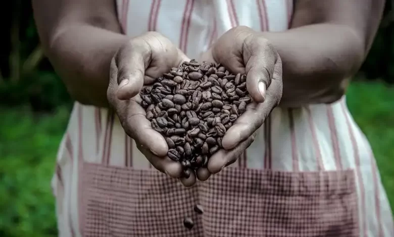 Coffee Beans in Woman Hands