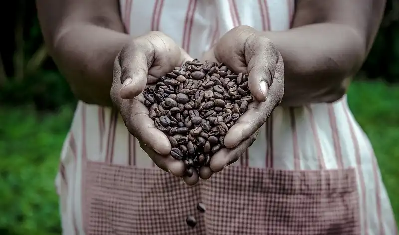 Coffee Beans in Woman Hands