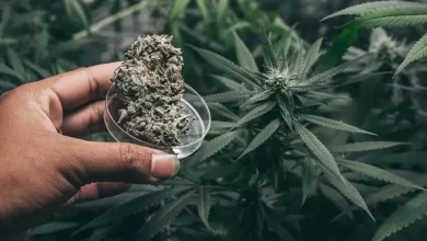 Growing Marijuana Cannabis Dominica