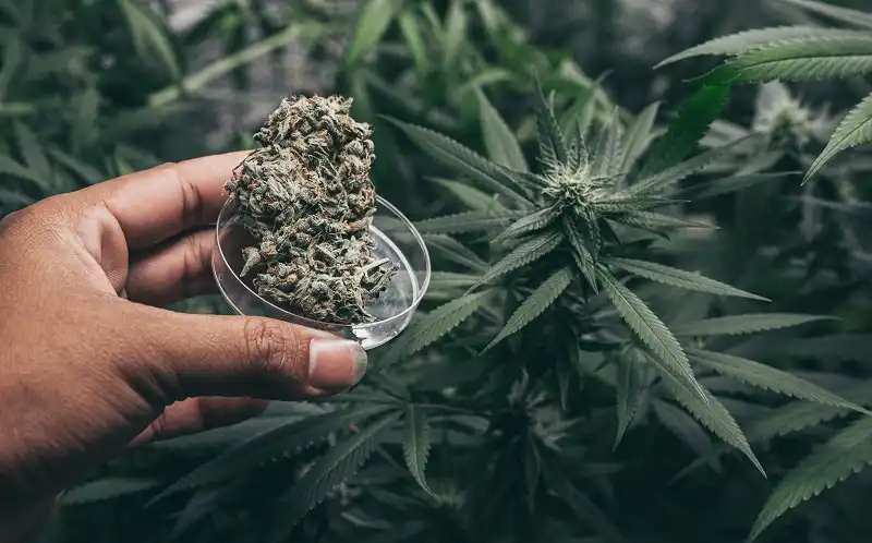 Growing Marijuana Cannabis Dominica