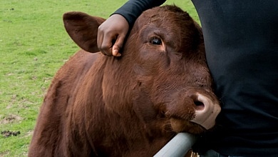 Man with calf