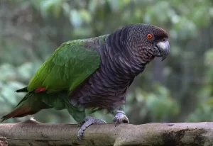 Sisserou Parrot