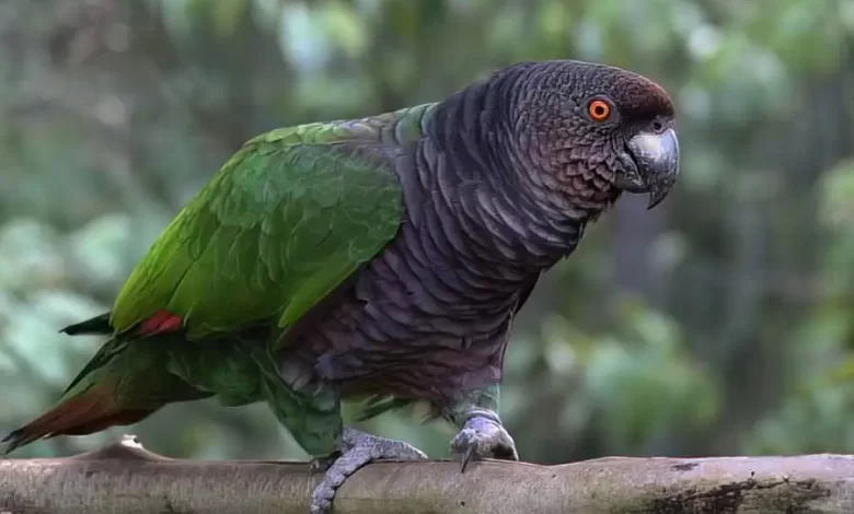 Sisserou Parrot