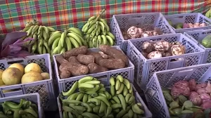 Farm Local Food Vegetables Dasheen Plantain