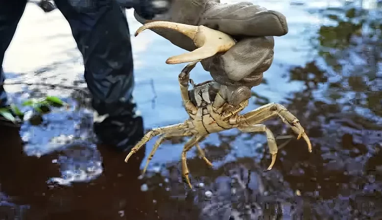 Catching Crab in Dominica