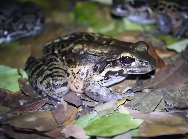 Mountain Chicken, Crapaud