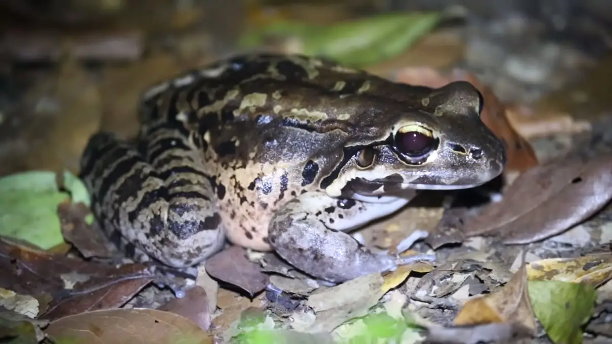 Mountain Chicken: Frog