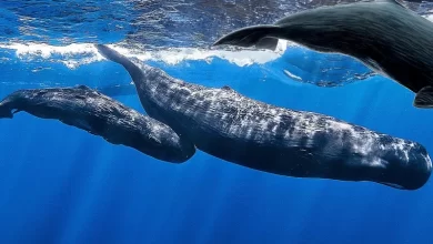 Sperm Whales Dominica