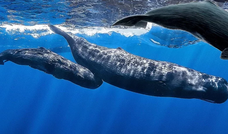 Sperm Whales Dominica