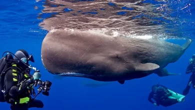 Sperm Whales with Divers