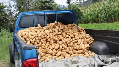 White Potatoe Dominica