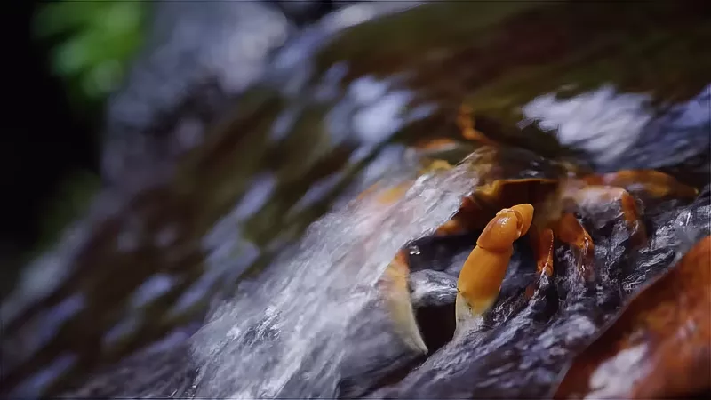 cyrique: Domincia Fresh Water - River Crab