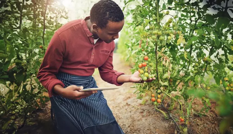 Inspecting Tomatoes Farming