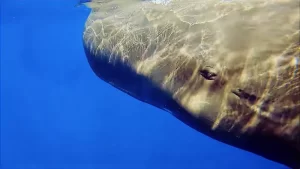 Sperm Whale Watching Dominica