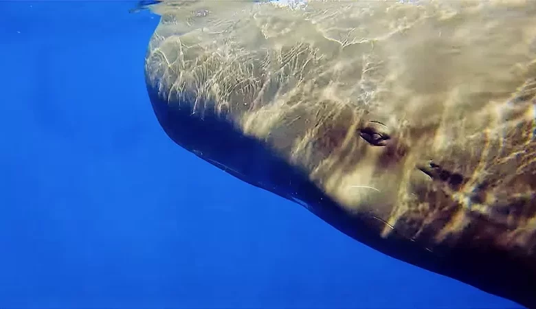 Sperm Whale Watching Dominica