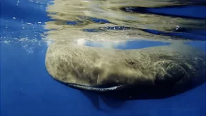 Sperm Whale Watching Dominica