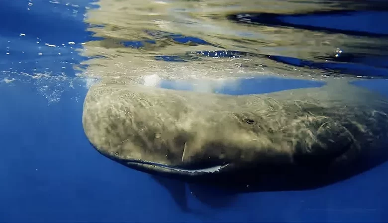 Sperm Whale Watching Dominica