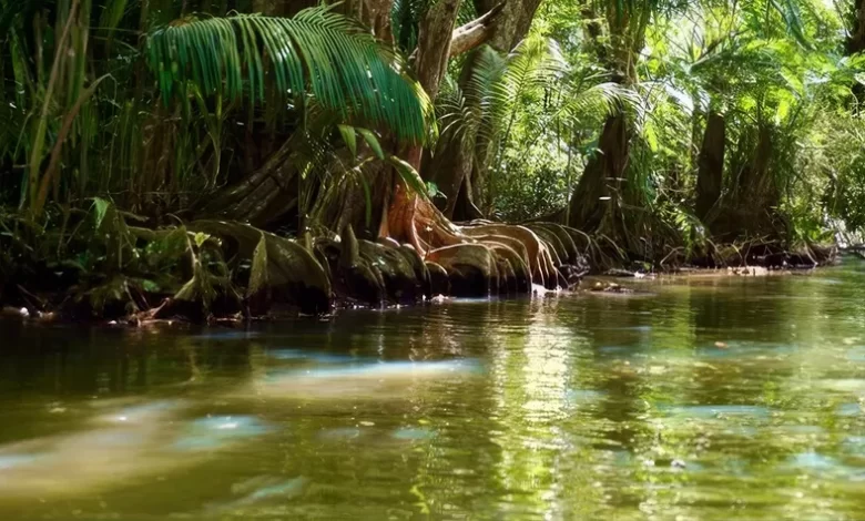 Woodford Hill River Lined with Bwa Mang