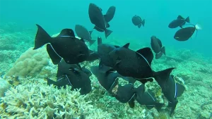 Black Triggerfish, Sibouli, Dominica