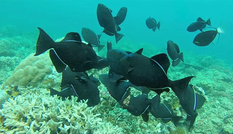 Black Triggerfish, Sibouli, Dominica