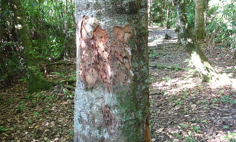 Bwa Bande (Richeria grandis)