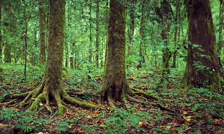 Bwa Dyab (Licania Ternatensis)