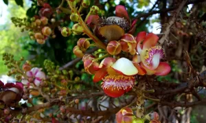 Cannonball Tree in Dominica