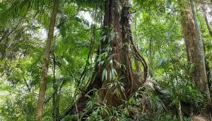 Chatannyé Tree