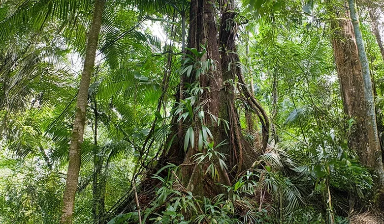 Chatannyé Tree