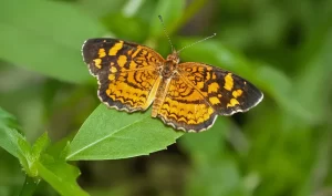 Antillean Crescent (Anthanassa frisia)